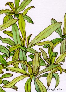 french-tarragon-artist-trading-cards-ATC-ink-watercolor-Chris-Carter-Artist-010213